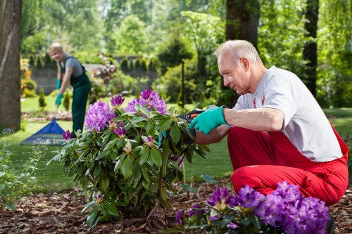 A man with short grey hair, wearing a white shirt, red trousers, and teal gardening gloves, is crouched down tending to a large flowering shrub with purple and pink blooms in a well-maintained garden. The garden features a lush, green lawn with freshly mulched flower beds bordered by soil and mulch around the plants. In the background, another person is visible wearing gloves and working on the lawn, suggesting garden maintenance work. Tall trees with dense green foliage provide shade, and a pathway with paving stones runs through the garden. The scene is set on a bright day with natural sunlight filtering through the tree leaves, highlighting the vibrant colors of the flowers and greenery, indicative of a typical outdoor space in Hornsey, with landscaping elements and gardening activity relevant to the services provided by Gardening Services Hornsey.