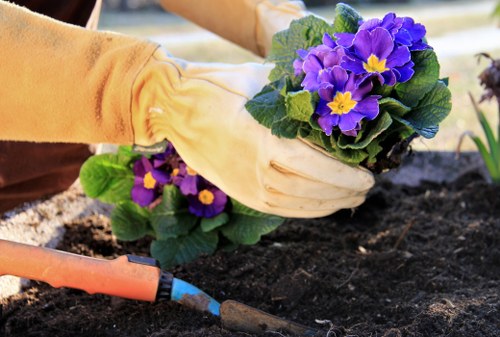 The image shows a person wearing light-colored gardening gloves tending to a flower bed in a garden. They are planting or adjusting a cluster of purple and yellow-flowered plants, with dark, moist soil visible around the plants. The garden appears to be well-maintained with a neat layout, featuring a mix of soil and planted flower beds. In the background, there are other garden elements, possibly additional plants or garden beds, with natural daylight illuminating the scene, suggesting a clear, sunny day. The overall environment looks organized, reflecting typical outdoor gardening activities supported by services like those offered by Gardening Services Hornsey, especially for local gardens in the Hornsey area of North London. The scene conveys careful horticultural work suitable for enhancing residential outdoor spaces through professional gardening and landscaping care, emphasizing planting and soil preparation as part of garden maintenance services.