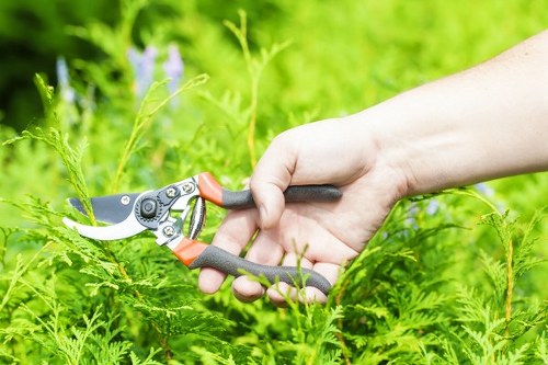 A close-up view of a person's hand using a pair of ergonomic pruning shears with black and orange handles to trim a green shrub in a well-maintained garden. The garden features dense, vibrant green foliage with various plants, including a small lavender flower visible in the background. The area appears to be during daylight with natural lighting, and the background shows a lush, slightly blurred lawn and garden beds edged with soil and stone, indicating an outdoor landscaped space typical of residential gardens in Hornsey. The scene reflects careful garden maintenance, possibly undertaken by Gardening Services Hornsey as part of their professional gardening services, with the focus on shrub trimming and general outdoor care.